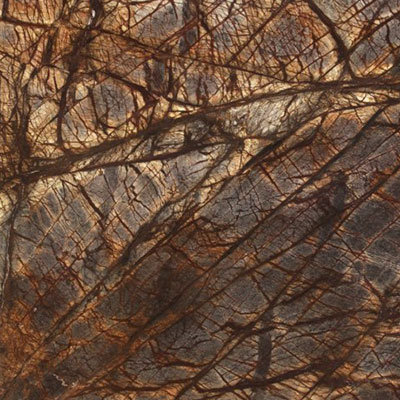 Rain Forest Brown